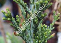 Sequoiadendron giganteum (Lindl.) Buch. (Sequoia gigantea Lindl. ex Gord.)