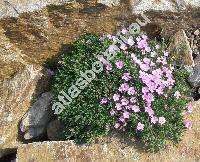 Dianthus microlepis Boiss.