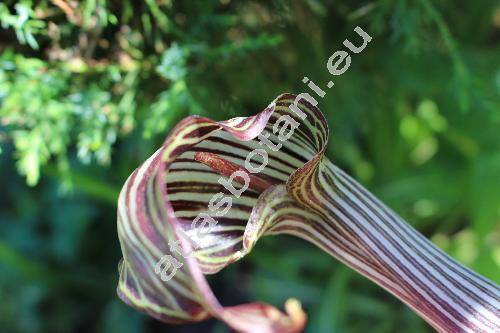 Arisaema fargesii Buch.