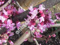 Cercis canadensis 'Forest Pansy'