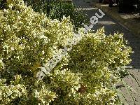 Euonymus japonicus 'Silver King'