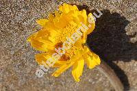 Hymenoxys grandiflora (Torr. ex Gray) Park. (Actinella grandiflora Torr. et Gray, Cephalophora)