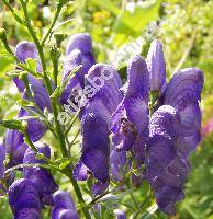 Aconitum x cammarum L. (Aconitum napellus L. x variegatum, Aconitum x sterkianum Rchb., Aconitum x stoerkeanum Rchb.)