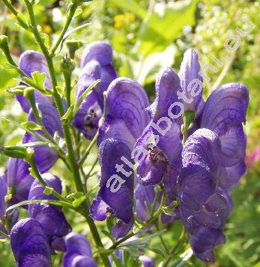 Aconitum x cammarum L. (Aconitum napellus L. x variegatum, Aconitum x sterkianum Rchb., Aconitum x stoerkeanum Rchb.)