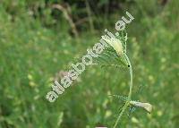 Vicia lutea L. (Vicia lutea var. glabra Reg.)