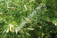 Vicia lutea L. (Vicia lutea var. glabra Reg.)