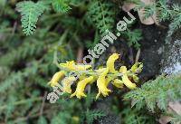 Corydalis cheilanthifolia Hemsl. (Fumaria)