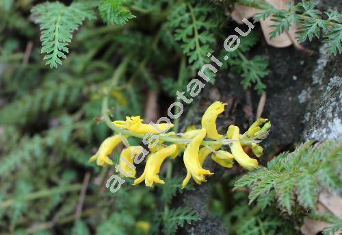 Corydalis cheilanthifolia Hemsl. (Fumaria)