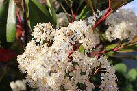 Photinia davidiana (Decne.) Card. (Stranvaesia davidiana Decne.)