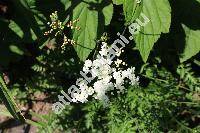 Filipendula vulgaris 'Multiplex' (Filipendula vulgaris 'Flore Plena', Filipendula hexapetala Maxim., Spiraea filipendula L., Ulmaria filipendula (L.) Hill, Filipendula vulgaris Hill)