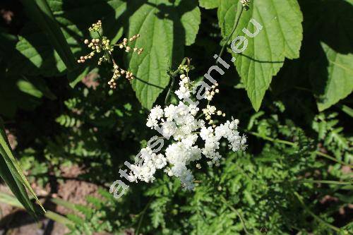 Filipendula vulgaris 'Multiplex' (Filipendula vulgaris 'Flore Plena', Filipendula hexapetala Maxim., Spiraea filipendula L., Ulmaria filipendula (L.) Hill, Filipendula vulgaris Hill)