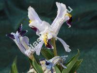 Iris rosenbachiana Reg. (Juno rosenbachiana (Reg.) Vved.)