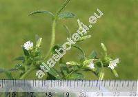 Cerastium brachypetalum Pers. (Alsine brachypetala (Pers.)Krause)