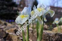 Iris 'Katharine Hodgkin'