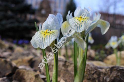 Iris 'Katharine Hodgkin'