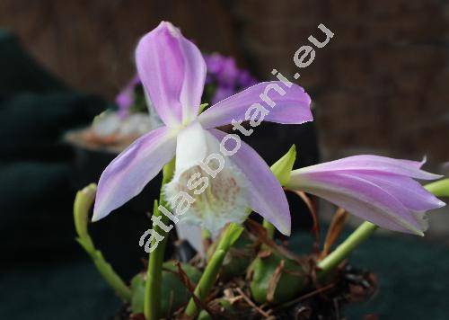 Pleione formosana Hayata (Coelogyne formosana (Hayata) Yak. Kudo)