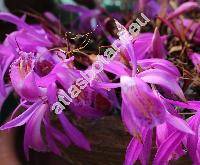 Pleione 'Tongariro'