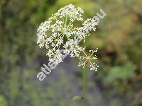 Peucedanum palustre (L.) Moench (Selium palustre L., Thysselinum palustre (L.) Rafin.)