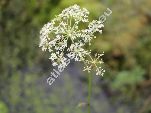 Peucedanum palustre (L.) Moench (Selium palustre L., Thysselinum palustre (L.) Rafin.)