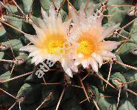 Thelocactus rinconensis (Poselg.) Britt. et Rose