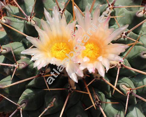 Thelocactus rinconensis (Poselg.) Britt. et Rose