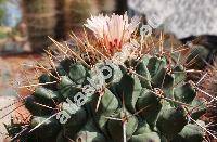 Thelocactus rinconensis (Poselg.) Britt. et Rose