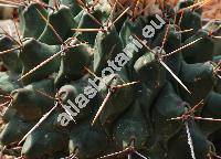 Thelocactus rinconensis (Poselg.) Britt. et Rose