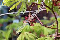 Acer palmatum 'Dissectum Flavescens'