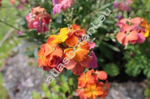 Cheiranthus 'Mix' (Erysimum)