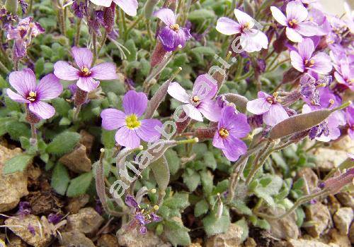 Aubrieta thessala Boiss.