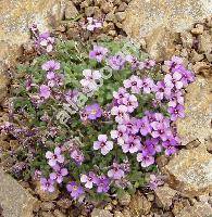 Aubrieta thessala Boiss.