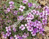 Aubrieta thessala Boiss.