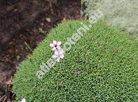 Arenaria purpurascens Ramond. ex DC. (Alsinanthus purpurascens (Ramond. ex DC.) Desv., Arenaria cerastioides Pers., Arenaria pyrenaica Rouy et Fouc.)