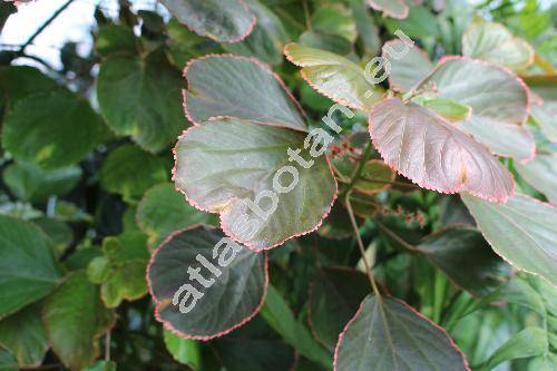 Acalypha wilkesiana 'Obovata' (Acalypha wilkesiana Mll. Arg. 'Obovata', Ricinocarpus)