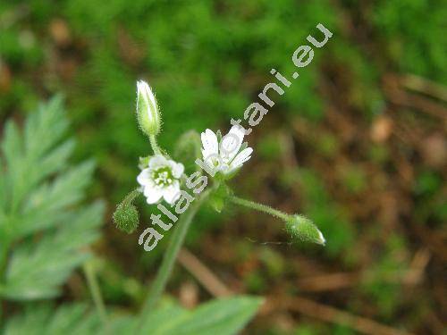 Cerastium fontanum Baumg.