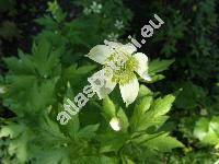 Anemone cylindrica Gray