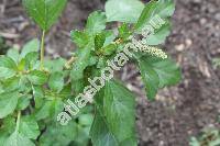 Amaranthus lividus L.