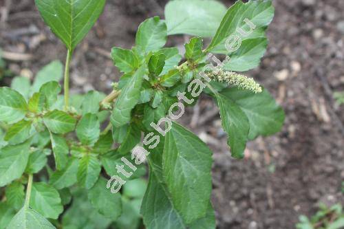Amaranthus lividus L.