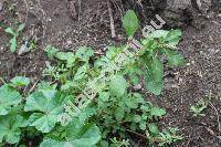 Amaranthus lividus L.