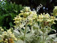 Stachys citrina Boiss. et Heldr. ex Benth. (Stachys citrina subsp. citrina, Stachys citrina subsp. chamaesideritis (Boiss. et Bal.) Bhattacharjee)