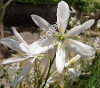 Anthericum liliago L. (Ornithogalum gramineum Lam.)