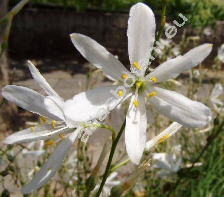 Anthericum liliago L. (Ornithogalum gramineum Lam.)