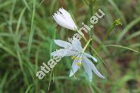 Anthericum liliago L. (Ornithogalum gramineum Lam.)