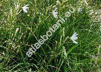 Anthericum liliago L. (Ornithogalum gramineum Lam.)