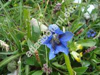 Gentiana acaulis L. (Ciminalis acaulis (L.) Borkh., Gentiana kochiana Perr. et Song.)