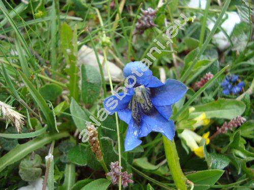 Gentiana acaulis L. (Ciminalis acaulis (L.) Borkh., Gentiana kochiana Perr. et Song.)