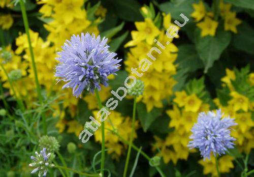 Gilia capitata (Gilia capitata Sims)