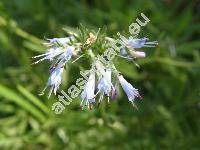 Moltkia petraea (Tratt.) Griseb. (Echium petraeum Tratt., Lithospermum petraeum DC.)