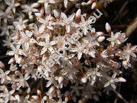 Sedum album L. (Oreosedum album (L.) Grulich)