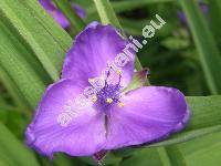Tradescantia x andersoniana Ludw. et Rohw. 'Blue Stone' (Tradescantia virginiana hort.)